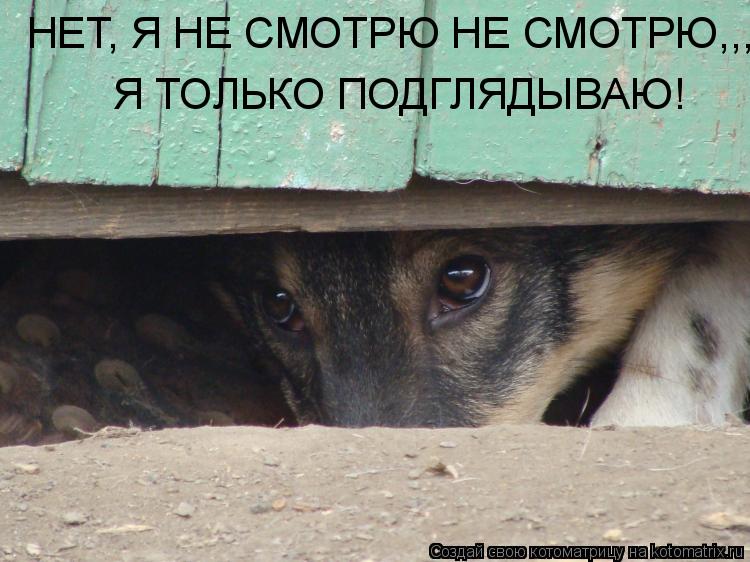 Котоматрица: НЕТ, Я НЕ СМОТРЮ НЕ СМОТРЮ,,, Я ТОЛЬКО ПОДГЛЯДЫВАЮ!