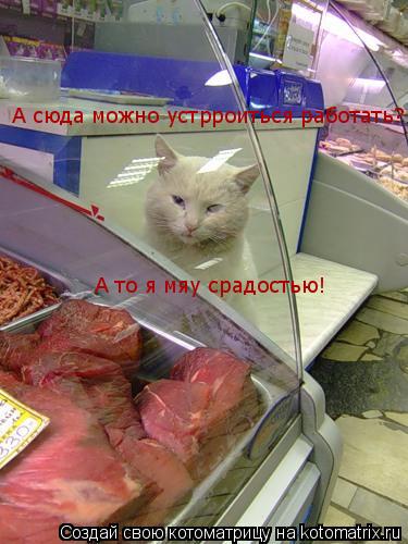 Котоматрица: А сюда можно устрроиться работать? А то я мяу срадостью!