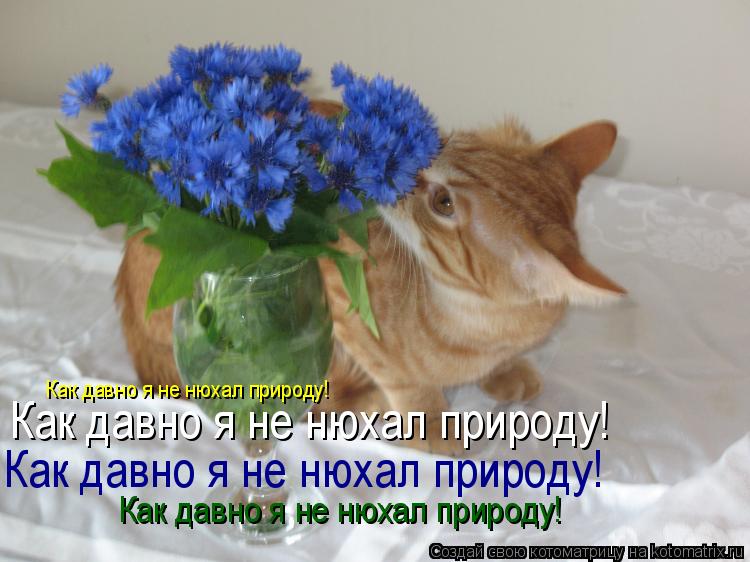 Как давно я не нюхал природу! Как давно я не нюхал природу! Как давно я не нюхал природу! Как давно я... Котоматрица: Как давно я не нюхал природу! Как давно я не нюхал природу! Как давно я не нюхал природу! Как давно я не нюхал природу!
