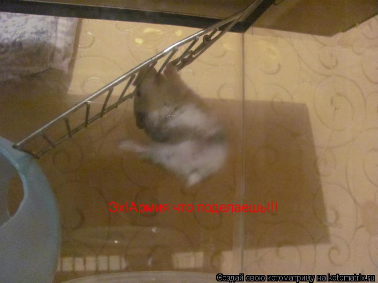 Эх!Армия что поделаешь!!!... Котоматрица: Эх!Армия что поделаешь!!!