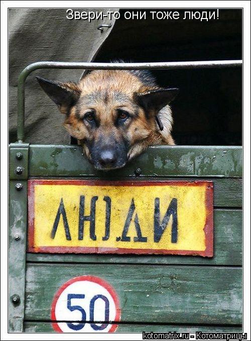 Звери-то они тоже люди!... Котоматрица: Звери-то они тоже люди!