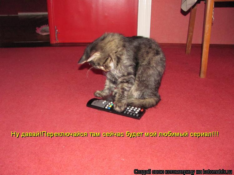 Ну давай!Переключайся там сейчас будет мой любимый сериал!!!... Котоматрица: Ну давай!Переключайся там сейчас будет мой любимый сериал!!!