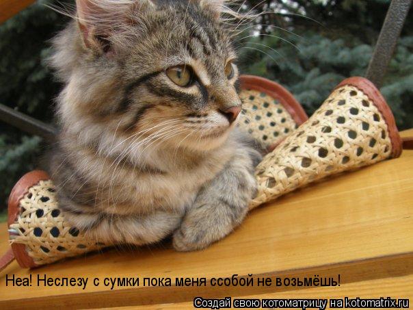 Неа! Неслезу с сумки пока меня ссобой не возьмёшь!... Котоматрица: Неа! Неслезу с сумки пока меня ссобой не возьмёшь!