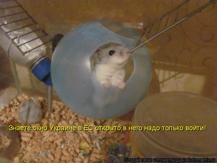 Знаете окно Украине в ЕС открыто,в него надо только войти!... Котоматрица: Знаете окно Украине в ЕС открыто,в него надо только войти!