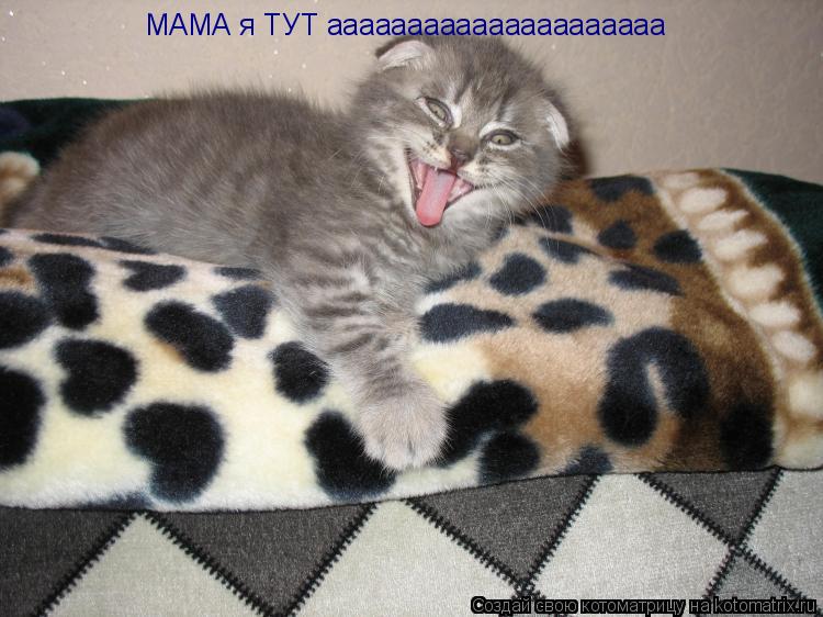Котоматрица: МАМА я ТУТ ааааааааааааааааааааа