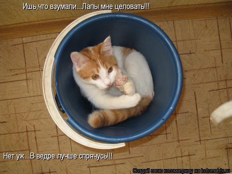 Котоматрица: Ишь,что взумали...Лапы мне целовать!!! Нет уж...В ведре лучше спрячусь!!!