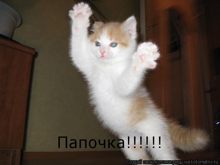 Котоматрица: Папочка!!!!!!