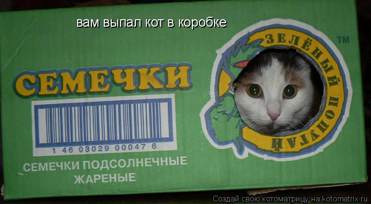 Котоматрица: вам выпал кот в коробке