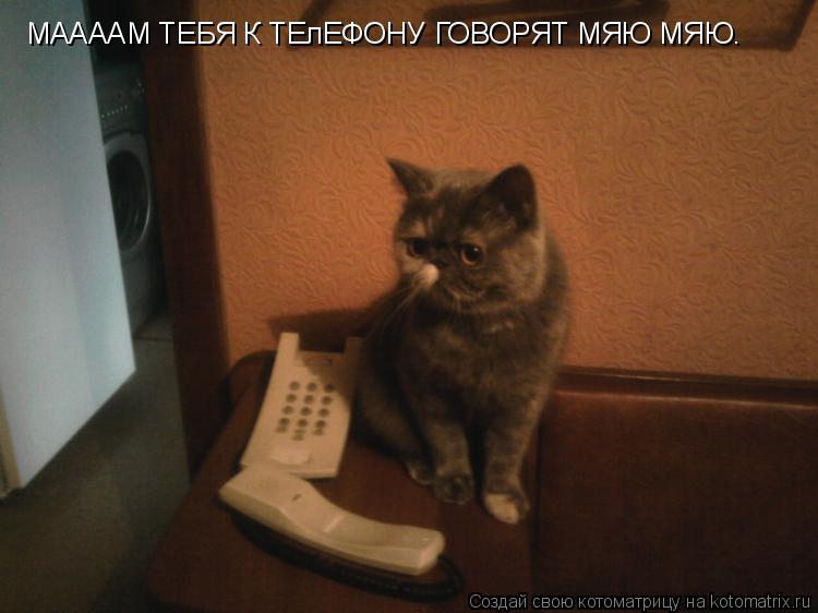 Котоматрица: МААААМ ТЕБЯ К ТЕлЕФОНУ ГОВОРЯТ МЯЮ МЯЮ.