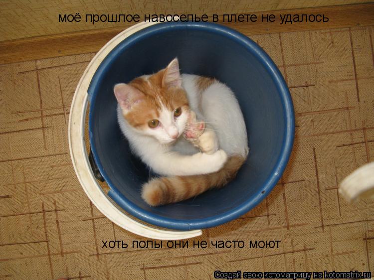 Котоматрица: моё прошлое навоселье в плете не удалось хоть полы они не часто моют