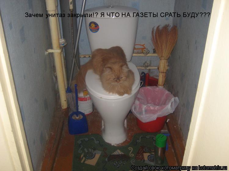 Котоматрица: Зачем унитаз закрыли!? Я ЧТО НА ГАЗЕТЫ СРАТЬ БУДУ???