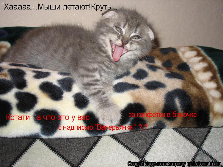 Котоматрица: Хааааа...Мыши летают!Круть... Кстати , а что это у вас за конфетки в баночке с надписью "Валерьянка " ?!?