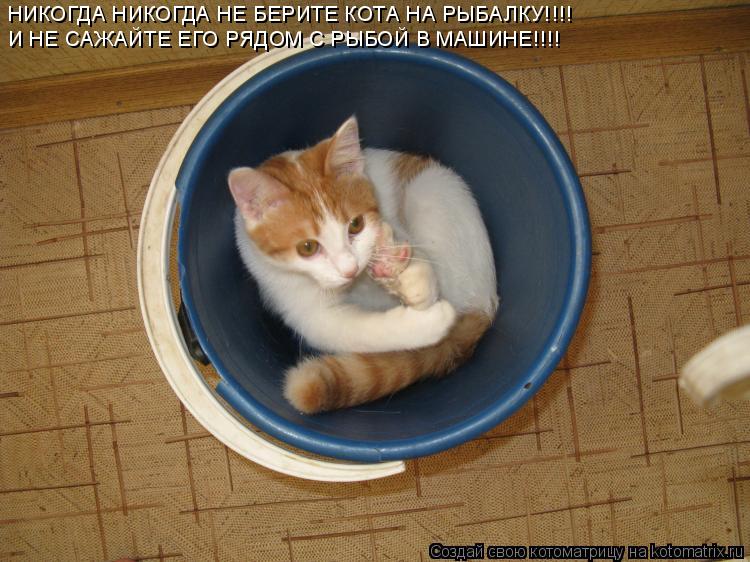 Котоматрица: НИКОГДА НИКОГДА НЕ БЕРИТЕ КОТА НА РЫБАЛКУ!!!! И НЕ САЖАЙТЕ ЕГО РЯДОМ С РЫБОЙ В МАШИНЕ!!!!