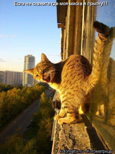 Если не скажите где моя миска я прыгну!!!... Котоматрица: Если не скажите где моя миска я прыгну!!!