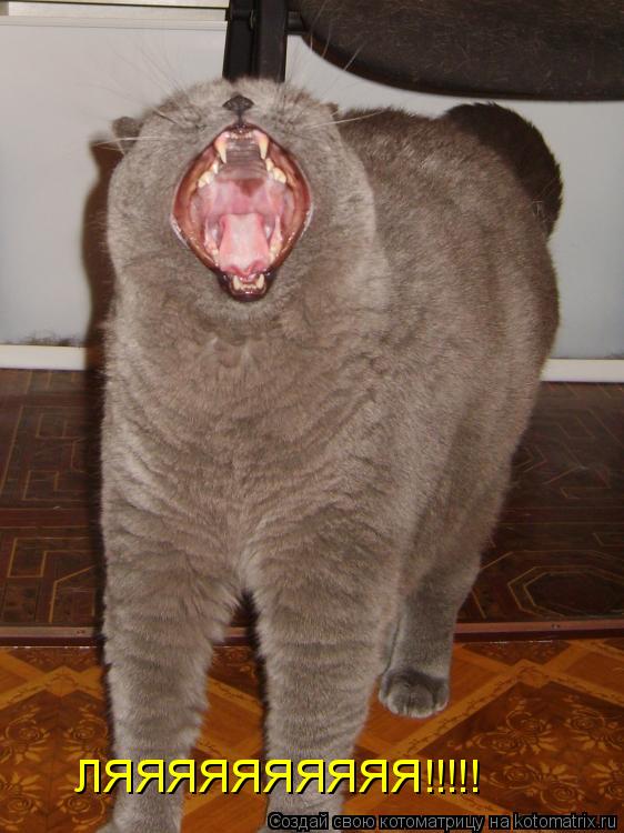 ЛЯЯЯЯЯЯЯЯЯЯ!!!!!... Котоматрица: ЛЯЯЯЯЯЯЯЯЯЯ!!!!!