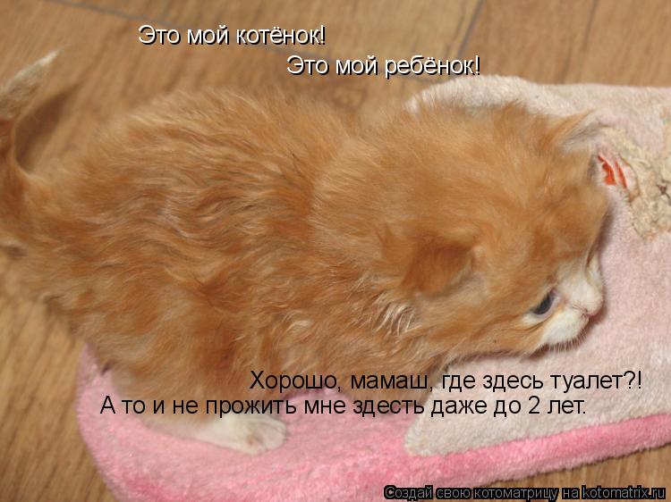 Это мой котёнок! Это мой ребёнок! Хорошо, мамаш, где здесь туалет?! А то и не прожить мне здесть даже... Котоматрица: Это мой котёнок! Это мой ребёнок! Хорошо, мамаш, где здесь туалет?! А то и не прожить мне здесть даже до 2 лет.