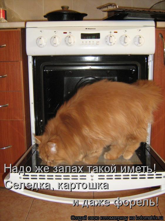 Надо же запах такой иметь! Селедка, картошка и даже форель!... Котоматрица: Надо же запах такой иметь! Селедка, картошка и даже форель!