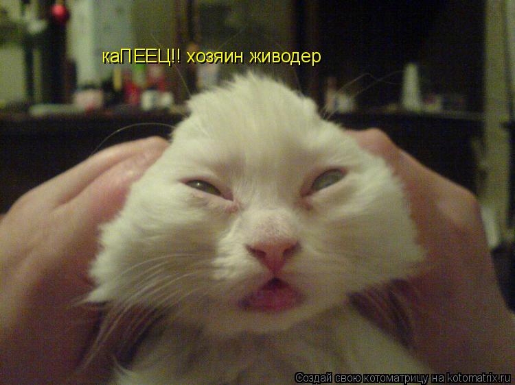 каПЕЕЦ!! хозяин живодер... Котоматрица: каПЕЕЦ!! хозяин живодер