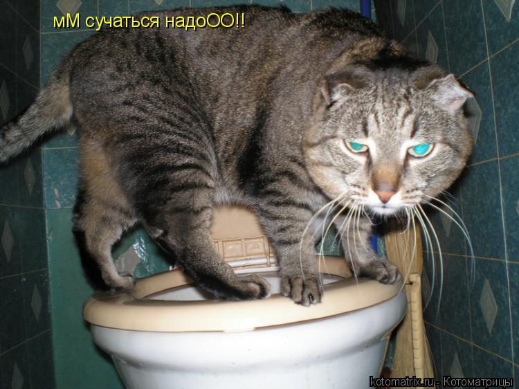 мМ сучаться надоОО!!... Котоматрица: мМ сучаться надоОО!!