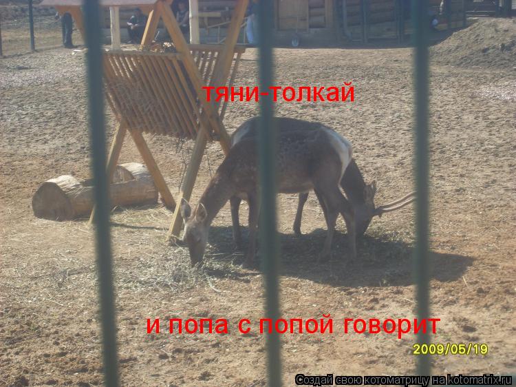 тяни-толкай и попа с попой говорит... Котоматрица: тяни-толкай и попа с попой говорит
