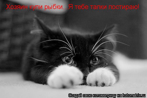 Хозяин купи рыбки...Я тебе тапки постираю!... Котоматрица: Хозяин купи рыбки...Я тебе тапки постираю!