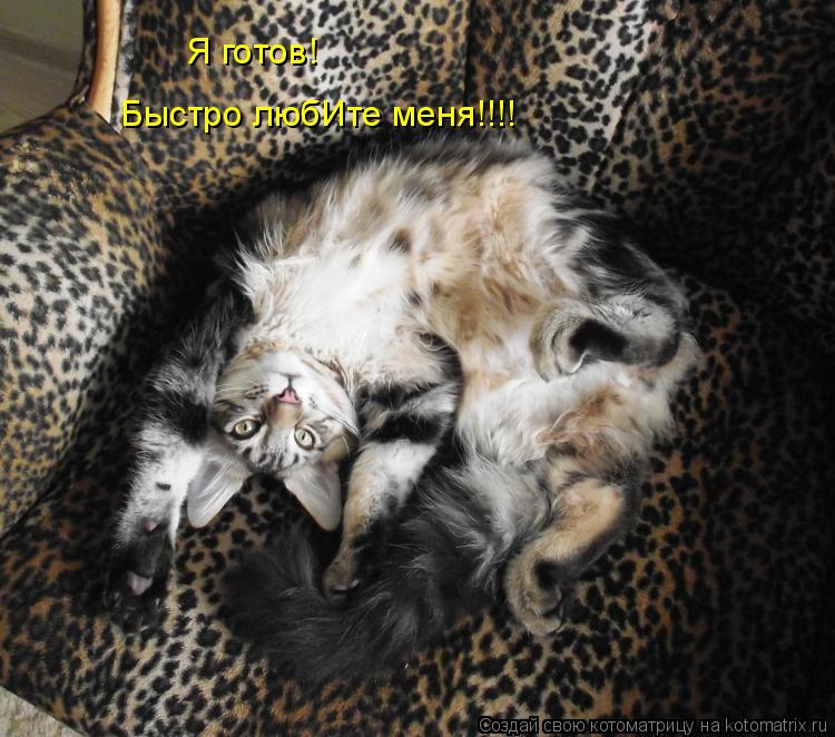 Я готов! Быстро любИте меня!!!!... Котоматрица: Я готов! Быстро любИте меня!!!!