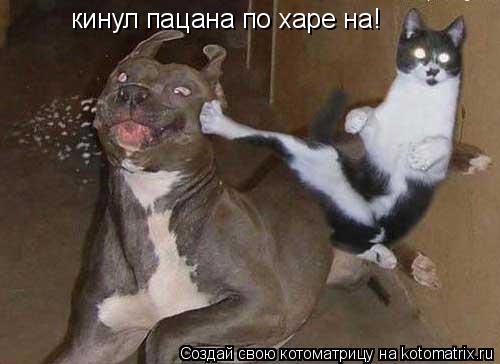 кинул пацана по харе на!... Котоматрица: кинул пацана по харе на!