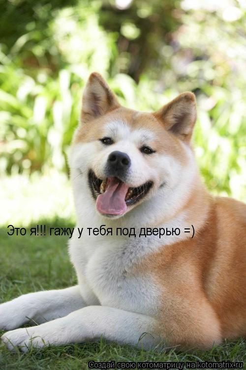 Котоматрица: Это я!!! гажу у тебя под дверью =)