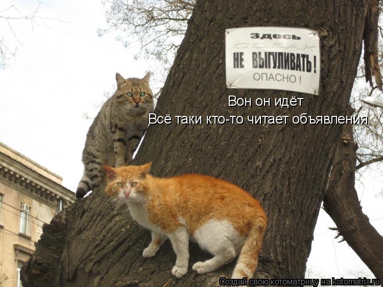 Котоматрица: Вон он идёт  Всё таки кто-то читает объявления