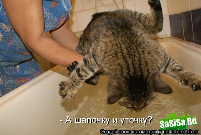 - А шапочку и уточку?... Котоматрица: - А шапочку и уточку?