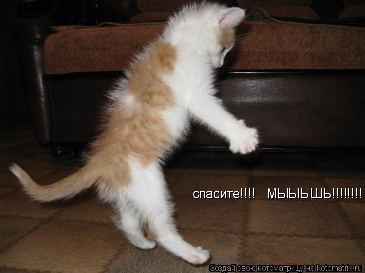 Котоматрица: спасите!!!!   МЫЫЫШЬ!!!!!!!!