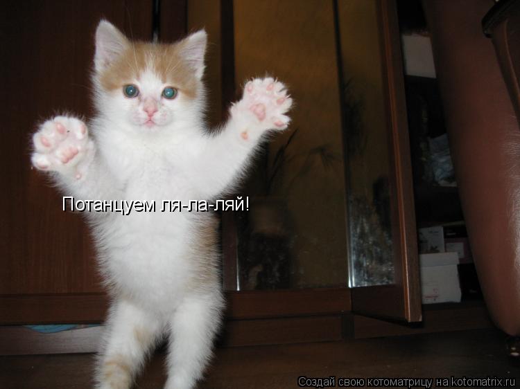 Потанцуем ля-ла-ляй!... Котоматрица: Потанцуем ля-ла-ляй!