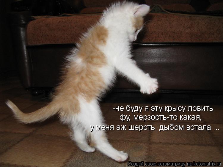 -не буду я эту крысу ловить фу, мерзость-то какая, у меня аж шерсть дыбом встала ...... Котоматрица: -не буду я эту крысу ловить фу, мерзость-то какая, у меня аж шерсть дыбом встала ...