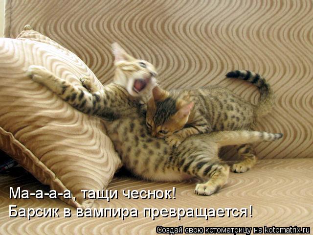 Ма-а-а-а, тащи чеснок! Барсик в вампира превращается!... Котоматрица: Ма-а-а-а, тащи чеснок! Барсик в вампира превращается!