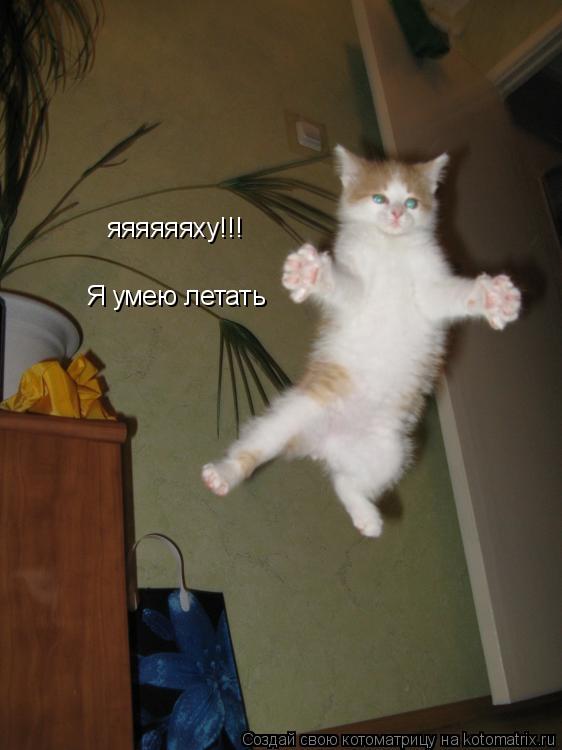 яяяяяяху!!! Я умею летать... Котоматрица: яяяяяяху!!! Я умею летать