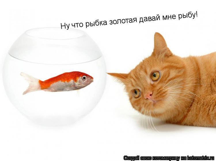 Ну что рыбка золотая давай мне рыбу!... Котоматрица: Ну что рыбка золотая давай мне рыбу!