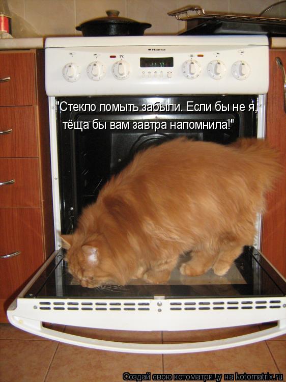 "Стекло помыть забыли. Если бы не я, тёща бы вам завтра напомнила!"... Котоматрица: "Стекло помыть забыли. Если бы не я, тёща бы вам завтра напомнила!"