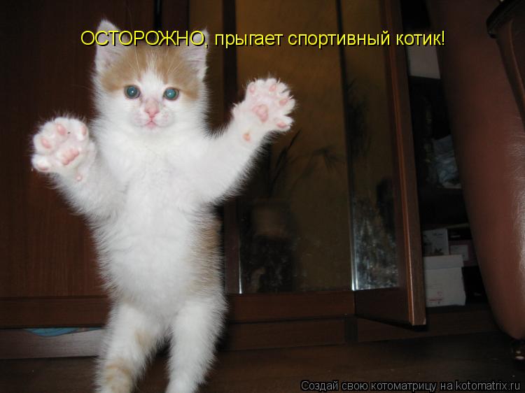 ОСТОРОЖНО, прыгает спортивный котик!... Котоматрица: ОСТОРОЖНО, прыгает спортивный котик!