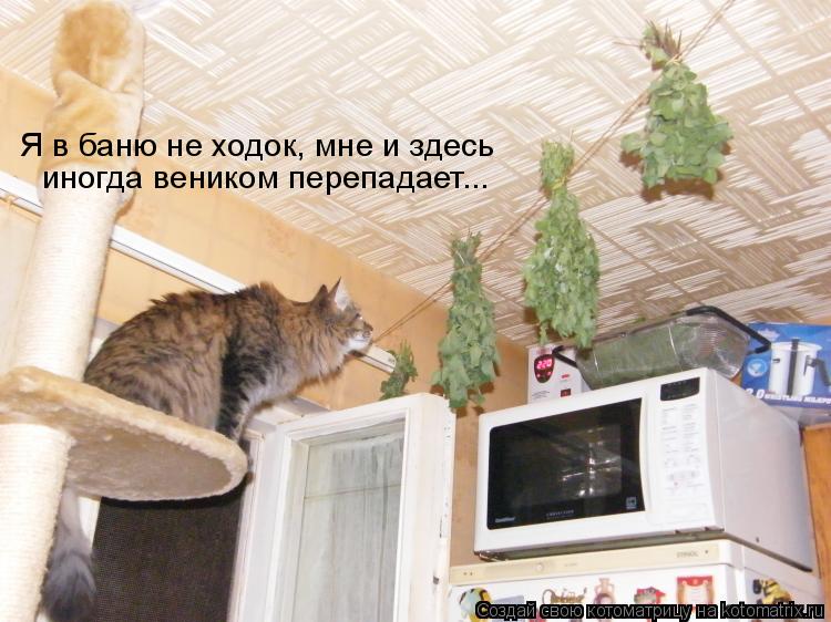 Котоматрица: Я в баню не ходок, мне и здесь  иногда веником перепадает...