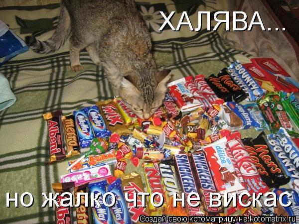 ХАЛЯВА... но жалко что не вискас... Котоматрица: ХАЛЯВА... но жалко что не вискас
