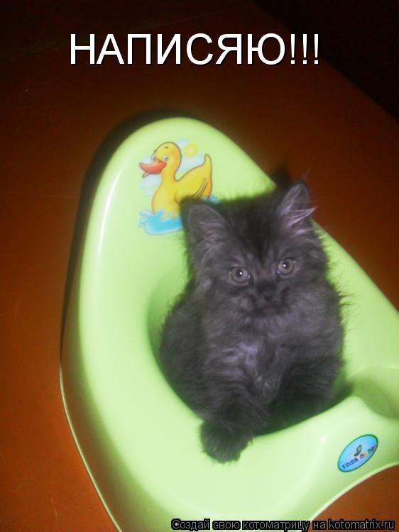 НАПИСЯЮ!!!... Котоматрица: НАПИСЯЮ!!!