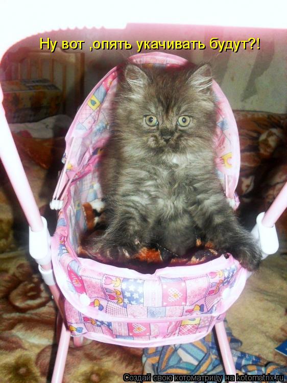Ну вот ,опять укачивать будут?!... Котоматрица: Ну вот ,опять укачивать будут?!