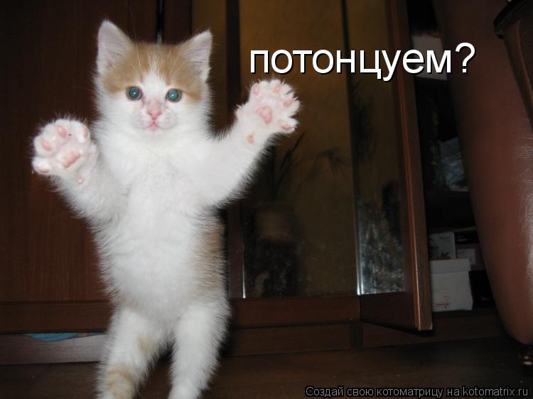 потонцуем?... Котоматрица: потонцуем?
