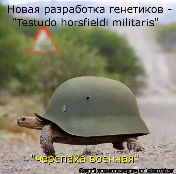 Котоматрица: Новая разработка генетиков - "Testudo horsfieldi militaris" "черепаха военная"