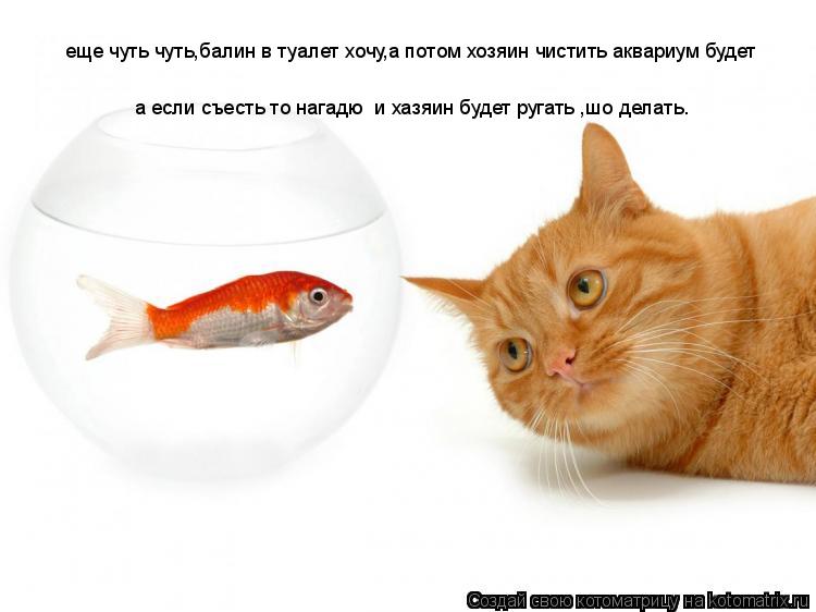 Котоматрица: еще чуть чуть,балин в туалет хочу,а потом хозяин чистить аквариум будет а если съесть то нагадю  и хазяин будет ругать ,шо делать.