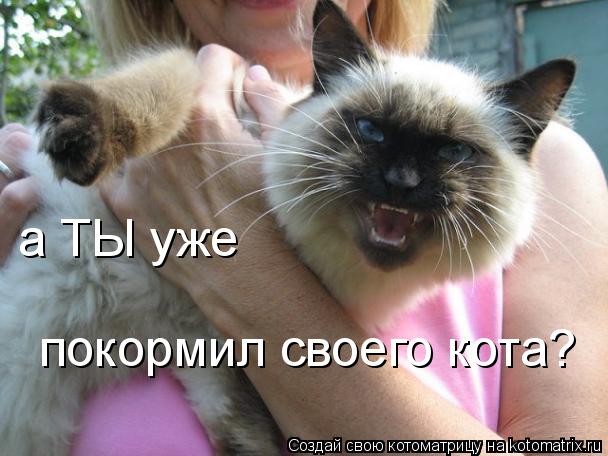 Котоматрица: а ТЫ уже  покормил своего кота?