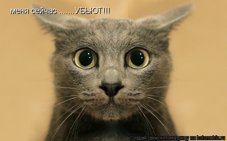 меня сейчас .......УБЬЮТ!!!... Котоматрица: меня сейчас .......УБЬЮТ!!!