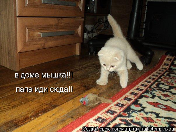 в доме мышка!!! папа иди сюда!!... Котоматрица: в доме мышка!!! папа иди сюда!!