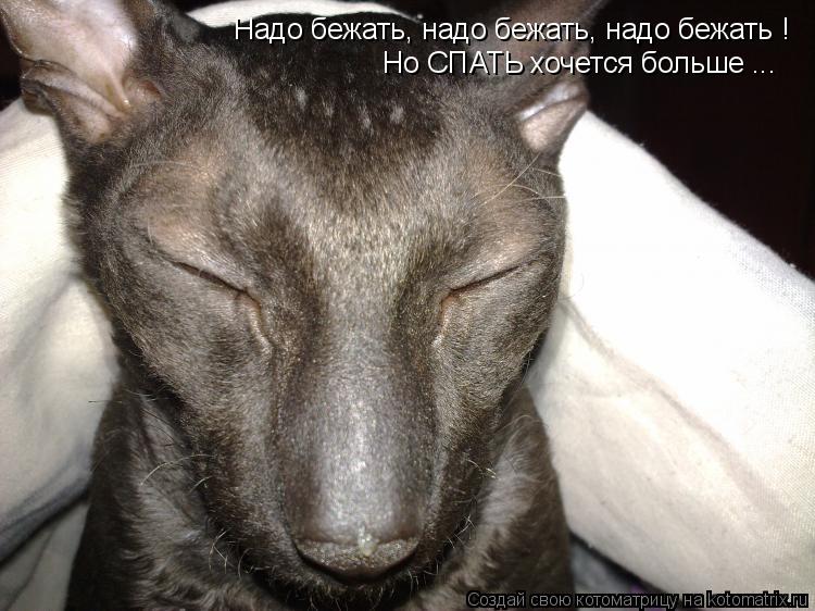 Надо бежать, надо бежать, надо бежать ! Но СПАТЬ хочется больше ...... Котоматрица: Надо бежать, надо бежать, надо бежать ! Но СПАТЬ хочется больше ...