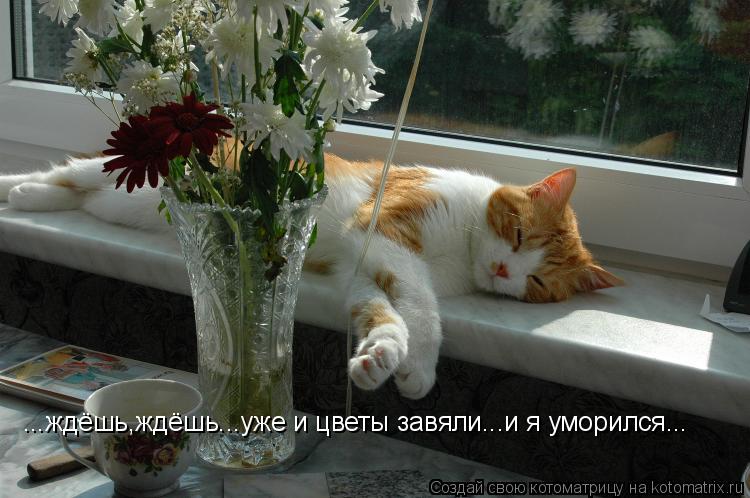 ...ждёшь,ждёшь...уже и цветы завяли...и я уморился...... Котоматрица: ...ждёшь,ждёшь...уже и цветы завяли...и я уморился...